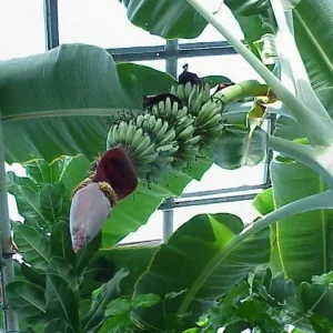 Gran Nain Banana Tree Live Plant - Musa, Tropical Fruit Tree, Indoor/Outdoor - Image 1