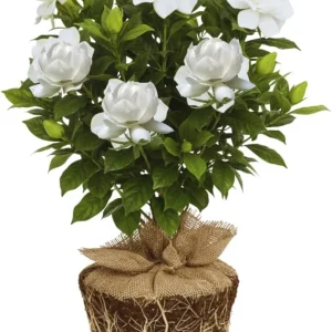 Grand Duke Jasmine Live Plant – 2-Pack – 5-6 Inches Tall – Indoor/Outdoor Climbing Vine - Image 3