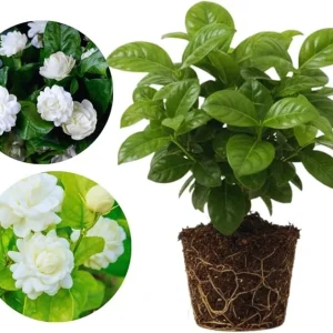 Grand Duke Jasmine Live Plants – Fragrant White Flowers, 2-Pack, 5-7'' Tall, Outdoor - Image 4