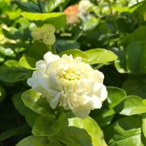 Grand Duke of Tuscany Arabian Jasmine Live Plant - 2-3 inch Fragrant White Flowers, Indoor/Outdoor - Image 5