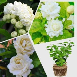 Grand Duke of Tuscany Jasmine Live Plant - 2 Pack, 5-7 inch Blooming Plants - Image 5