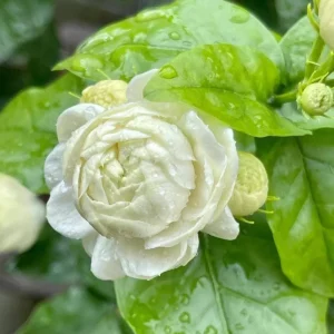 Grand Duke of Tuscany Jasmine Live Plant - Jasminum Sambac Double White Flowers, 5-8