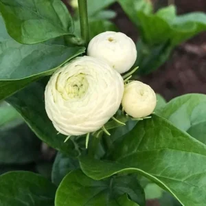 Grand Duke of Tuscany Jasmine Live Plant - Jasminum Sambac Double White Flowers, 5-8