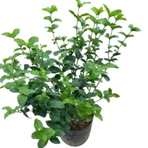 Grand Duke of Tuscany Jasmine Live Plant - Jasminum Sambac Double White Flowers, 5-8