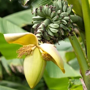 Grand Nain Banana Live Plant – 4-6 inch Tropical Fruit Tree for Home & Patio - Image 3