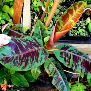 Grand Nain Banana Live Plant – 4-6 inch Tropical Fruit Tree for Home & Patio - Image 7