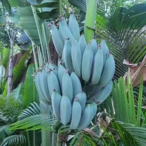 Grand Nain Banana Live Plant – 4-6 inch Tropical Fruit Tree for Home & Patio - Image 8