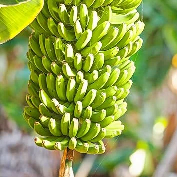 Grand Nain Banana Live Plant – Musa Tree – 2.5 inch Pot – Fast Growing – Full Sun - Image 3