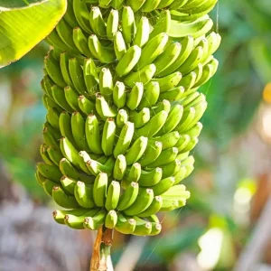 Grand Nain Banana Live Plant – Musa Tree – 2.5 inch Pot – Fast Growing – Full Sun - Image 5