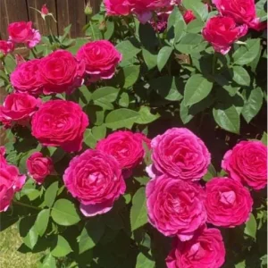 Grande Dame Hybrid Tea Rose Plant - Deep Pink, Fragrant, 5-7