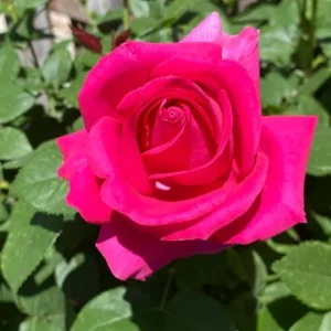 Grande Dame Hybrid Tea Rose Plant - Deep Pink, Fragrant, 5-7