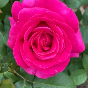 Grande Dame Hybrid Tea Rose Plant - Deep Pink, Fragrant, 5-7