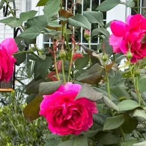 Grande Dame Hybrid Tea Rose Plant - Deep Pink, Fragrant, 5-7