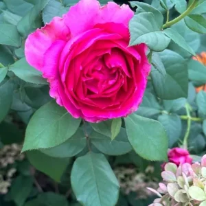 Grande Dame Hybrid Tea Rose Plant - Deep Pink, Fragrant, 5-7
