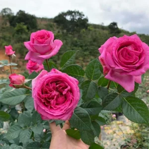 Grande Dame Hybrid Tea Rose Plant - Deep Pink, Fragrant, 5-7