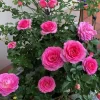Grande Dame Hybrid Tea Rose Plant - Deep Pink, Fragrant, 5-7" Tall Starter, Outdoor Bush - Image 1