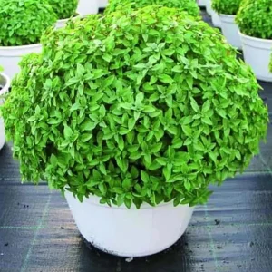 Greek Basil Live Plant - 6 Pack, 4-7 Inches Tall - Culinary Herb for Indoor/Outdoor Garden - Image 6
