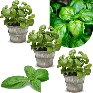 Greek Basil Live Plant Seedlings - 3-Pack, 4-7 Inches Tall, Culinary Herb for Indoor/Outdoor Garden - Image 2