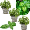 Greek Basil Live Plant Seedlings - 3-Pack, 4-7 Inches Tall, Culinary Herb for Indoor/Outdoor Garden - Image 1