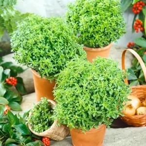 Greek Basil Live Plant - Set of 3, 4-7 Inches Tall - Sweet Culinary Herb - Image 2
