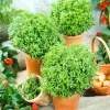 Greek Basil Live Plants – 3-Pack, 4-7 Inches Tall, Sweet Culinary Herb - Image 1
