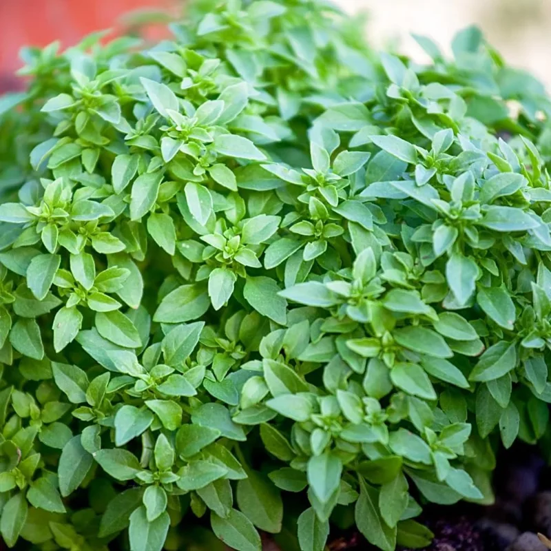 Greek Basil Live Plants, 6-Pack, 4-7 Inches Tall – Culinary Herb for Indoor/Outdoor - Image 2