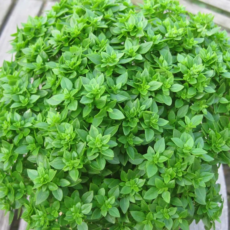Greek Basil Live Plants, 6-Pack, 4-7 Inches Tall – Culinary Herb for Indoor/Outdoor - Image 4