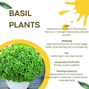 Greek Basil Live Plants, 6-Pack, 4-7 Inches Tall – Culinary Herb for Indoor/Outdoor - Image 5