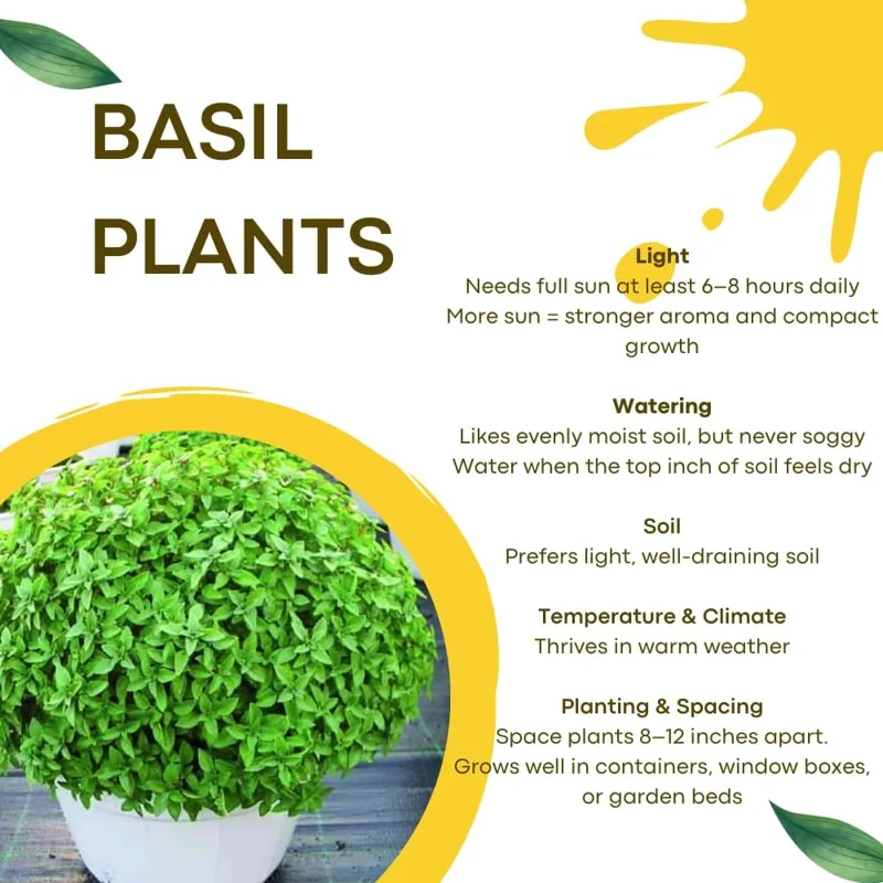 Greek Basil Live Plants, 6-Pack, 4-7 Inches Tall – Culinary Herb for Indoor/Outdoor - Image 5