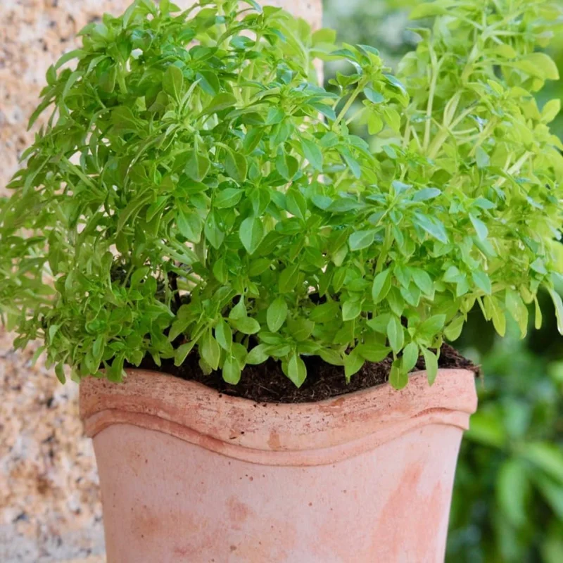 Greek Basil Live Plants, 6-Pack, 4-7 Inches Tall – Culinary Herb for Indoor/Outdoor - Image 8