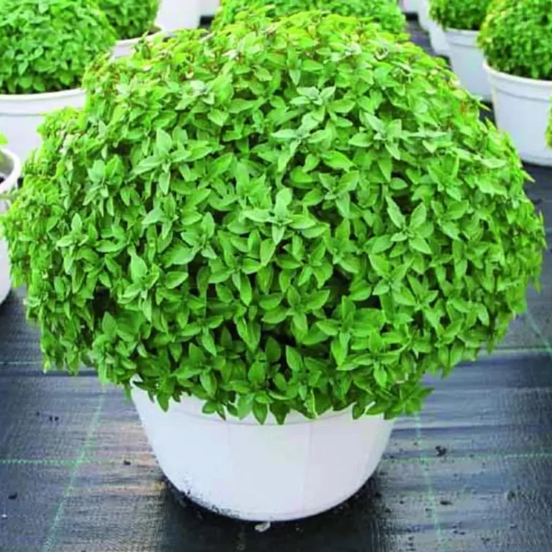 Greek Basil Live Plants, 6-Pack, 4-7 Inches Tall – Culinary Herb for Indoor/Outdoor - Image 1