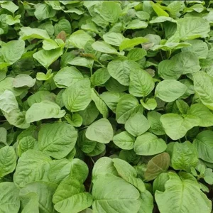 Green Amaranth Seeds - 7000 Seeds (20g) - Vietnamese Spinach for Planting - Image 2