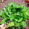 Green Amaranth Seeds - 7000 Seeds (20g) - Vietnamese Spinach for Planting - Image 1