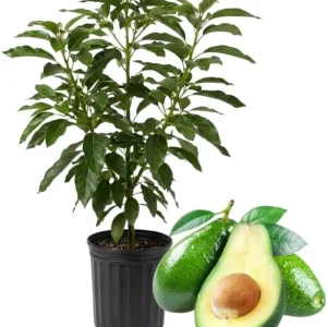 Green Avocado Tree Live Plant – 3 Feet Tall, 2 Years Old Seedling - Image 3