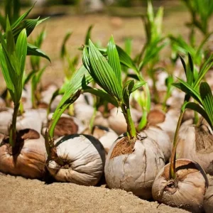 Green Coconut Tree Live Plant – Sprouted Seedling, 6-8 Inch Tall, Edible Fruit, Zones 10-11 - Image 6