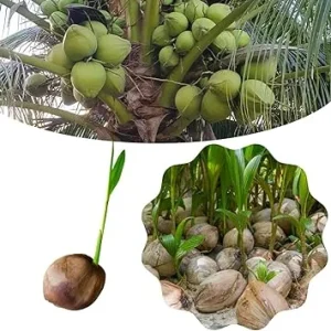 Green Coconut Tree Live Plant - Sprouted Tropical Fruit Tree, 6-8 Inch Tall, Outdoor - Image 2