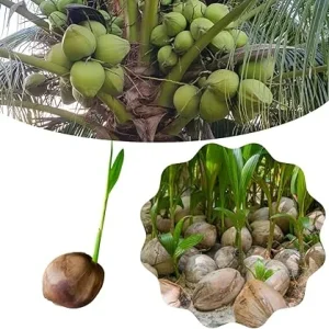 Green Coconut Tree Live Plant - Sprouted Tropical Fruit Tree, 6-8 Inch Tall, Outdoor - Image 6