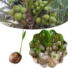 Green Coconut Tree Live Plant - Sprouted Tropical Fruit Tree, 6-8 Inch Tall, Outdoor - Image 1