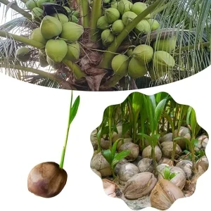 Green Coconut Tree Live Plant - Sprouted Tropical Fruit Tree, 6-8 Inch Tall, Outdoor - Image 1