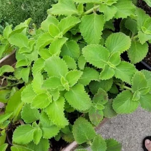 Green Cuban Oregano Live Plant 4 inch Pot - Easy Care Herb - Image 5