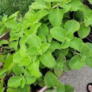 Green Cuban Oregano Live Plant 4 inch Pot - Easy Care Herb - Image 7