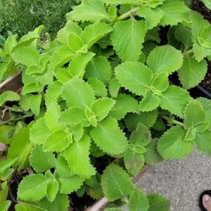 Green Cuban Oregano Live Plant 4 inch Pot - Easy Care Herb - Image 1