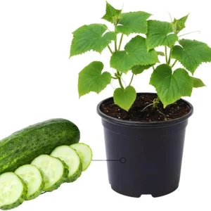 Green Cucumber Live Plants - 2 Pack, 5-9 Inches Tall, Fast Growing Vegetable for Outdoor Garden - Image 3