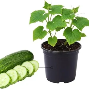 Green Cucumber Live Plants - 2 Pack, 5-9 Inches Tall, Fast Growing Vegetable for Outdoor Garden - Image 7