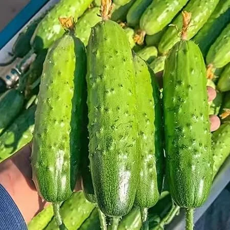 Green Cucumber Live Plants - 2 Pack, 5-9'' Tall, Fast Growing Outdoor Vegetable Garden - Image 6