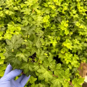 Green English Ivy Live Plant - Climbing Houseplant & Trailing Vine - Image 2