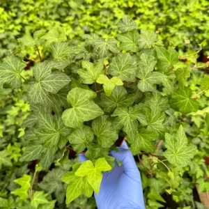 Green English Ivy Live Plant - Climbing Houseplant & Trailing Vine - Image 1