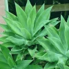 Green Foxtail Agave Live Plant, 4" Pot, 7-8" Tall Succulent, Indoor Outdoor - Image 1