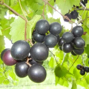 Green Grape Vine Live Plant – 1-2 Year Old Bareroot – Sweet Fruit - Image 2
