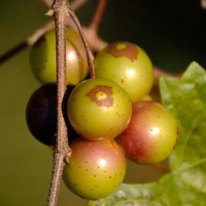 Green Grape Vine Live Plant – 1-2 Year Old Bareroot – Sweet Fruit - Image 4